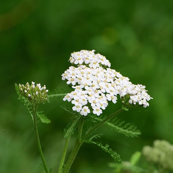 achillee-millefeuilles-plante