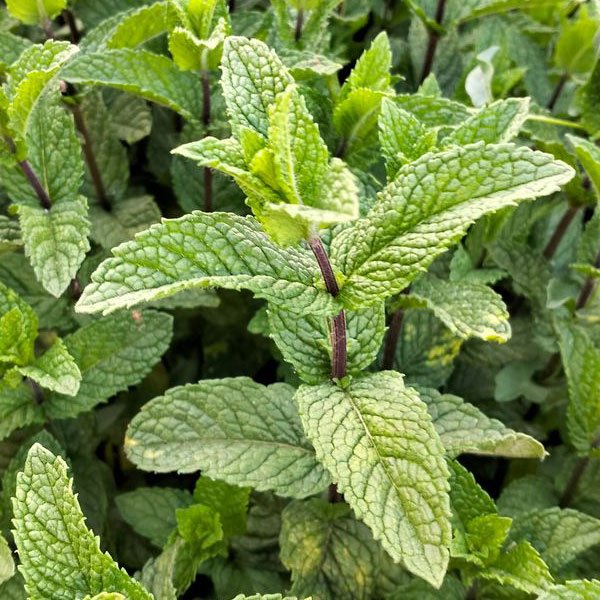 menthe-plante