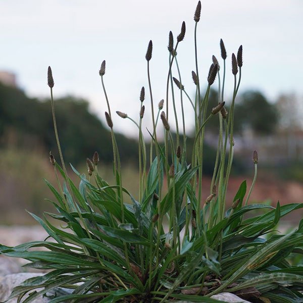 plantain-lancéolé-plante