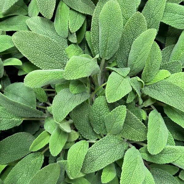 sauge-officinale-plante