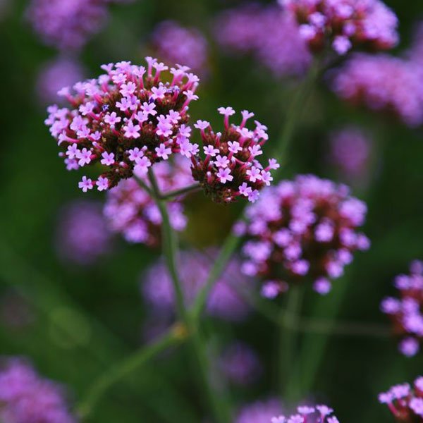verveine-plante